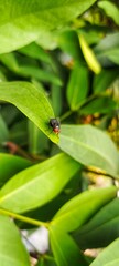 Obraz premium Macro view of a fly resting on a fresh green leaf, showing insect detail, natural light, shallow depth of field, and tropical garden background, ideal for nature and ecology themes.