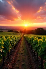 Fototapeta premium Sunset over vineyards in Bordeaux, Aquitaine, France generative AI Sunset over vineyards in Bordeaux, Aquitaine, France