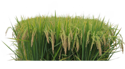 Green grass with long blades and seed heads nature plant isolated on a transparent background