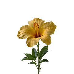 Large Yellow Hibiscus Flower Bloom on Transparent Background