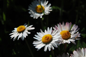 Fototapeta premium Fiori
