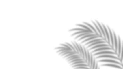 Realistic palm leaves shadow with overlay effect summer decoration element vector art. Gray and white elegant tropical coconut leaf and branches blur shadow background. Vector illustration.