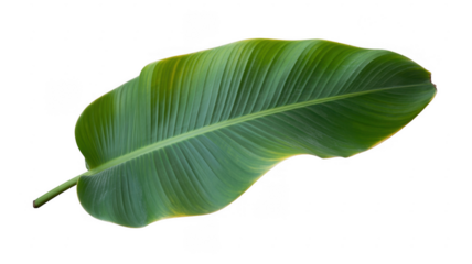 Green banana leaf plant nature isolated on a transparent background