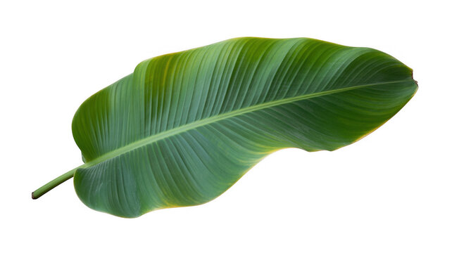 Green banana leaf plant nature isolated on a transparent background