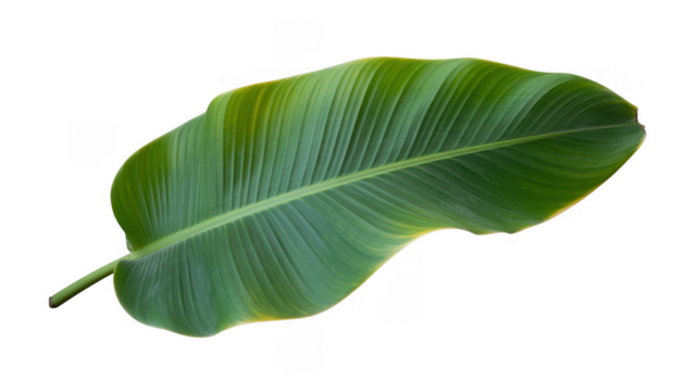 Green banana leaf plant nature isolated on a transparent background - Powered by Adobe