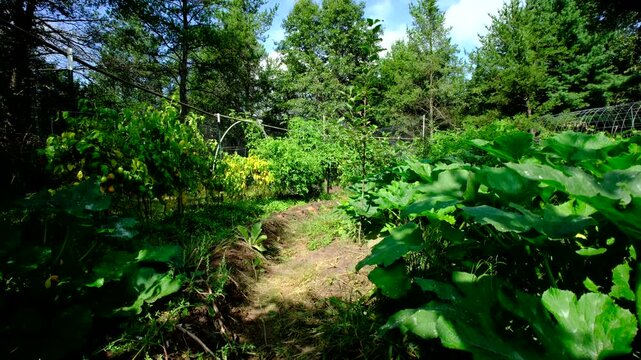 Rising camera from ground level revealing row of withered russet potato plants as tuber are ready to be harvested while growing between zucchini and variety of tomato plants in organic garden