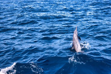 Obraz premium Puerto Vallarta, Mexico