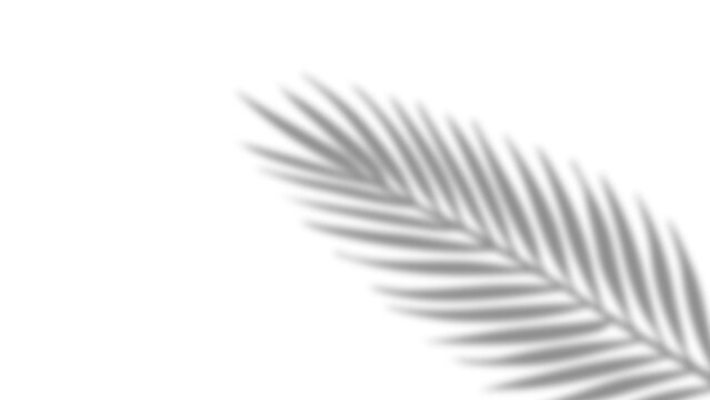 Realistic palm leaves shadow with overlay effect summer decoration element vector art. Gray and white elegant tropical coconut leaf and branches blur shadow background. Vector illustration.