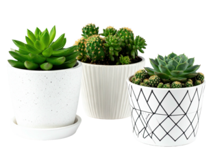 Three potted succulent plants, varying shapes and colors, on a transparent background