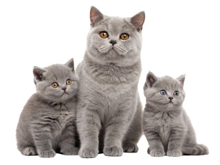 Adorable fluffy British Shorthair cats, a mother and two kittens with soft grey fur and captivating golden eyes, are posed together in a studio setting with, isolated on transparent background.