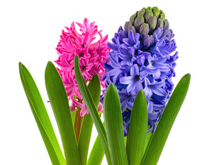 Close-up of vibrant pink and purple hyacinth blossoms with green foliage