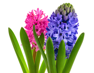 Close-up of vibrant pink and purple hyacinth blossoms with green foliage