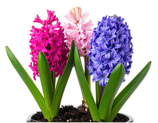 Three colorful hyacinth flowers in pots with dark soil against a transparent background