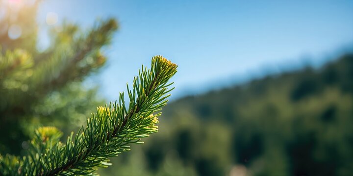 Close-up of spring pine trees with blooming needles, suitable as a background for text or layout, seasonal change