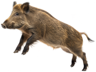 A realistically rendered, wild European wild boar with coarse, bristly brown and grey fur, captured mid-stride in a dynamic, slightly angled pose, exhibiting a, isolated on transparent background.