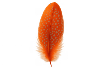 Bright orange feather displaying white spots and fluffy barbed shaft, adding natural beauty and lightness. Transparent background