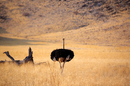 Autruche en Namibie