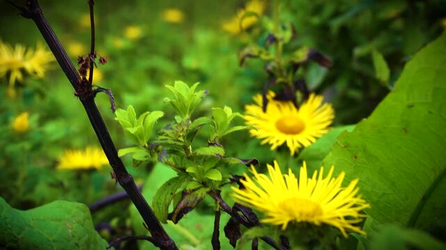  flowers in the moutains