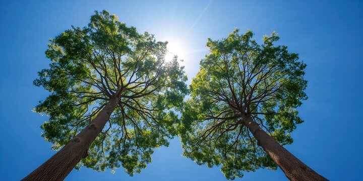 Foliage of two expansive kapok trees against a bright blue sky, highlighting tropical tree canopy in a sunny environment