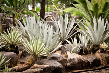 Exotic plants in Pattaya, Thailand, showcasing striking silver foliage and rocky textures, perfect...