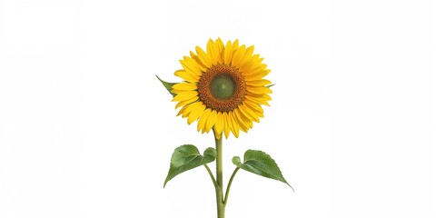 Fototapeta premium Sunflower plant isolated on white background, useful for botanical illustrations and floral design projects
