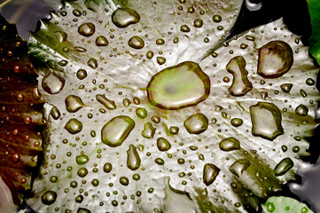 Close-up of a water droplet adorned leaf in Pattaya, Thailand, highlighting natures beauty and intricate details of the natural world