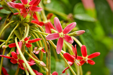 Delicate red flowers flourishing in Pattaya, Thailand, capturing the essence of tropical beauty and vibrant landscapes