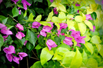 An elephant in Pattaya, Thailand, painting on canvas, showcasing the unique interaction between animals and art in a captivating wildlife experience