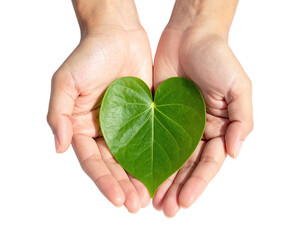 Two hands cupping a heart-shaped green leaf against a black background
