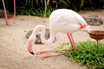 Khao Kheo Zoo, Flamingos in Pattaya, Thailand, showcasing their elegant posture and vibrant colors in a natural setting