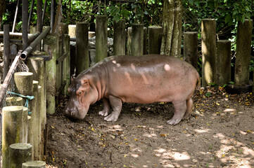 Khao Kheo Zoo, In Pattaya, Thailand, a playful hippopotamus roams near its enclosure, offering a glimpse into wildlife conservation and animal behavior