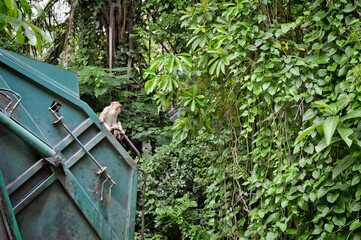 Khao Kheo Zoo: A playful group of monkeys gathered on the road, showcasing their social behavior in a natural setting