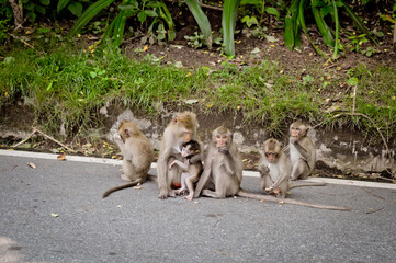 Khao Kheo Zoo: A serene scene of monkeys interacting peacefully, surrounded by lush greenery, capturing the essence of wildlife