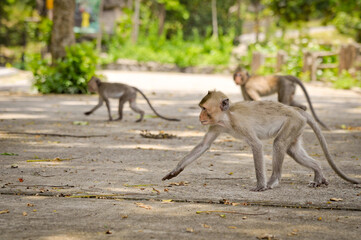Khao Kheo Zoo. Monkeys playfully exploring the streets of Pattaya, Thailand, highlighting the regions vibrant wildlife