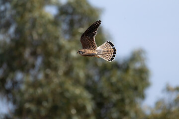 Fototapeta premium Eurasian Kestrel (Falco tinnunculus) Taking Off From a Wooden Post