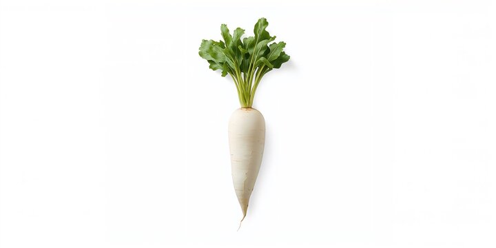 Fresh white radish, highlighting its winter crop qualities for food preparation