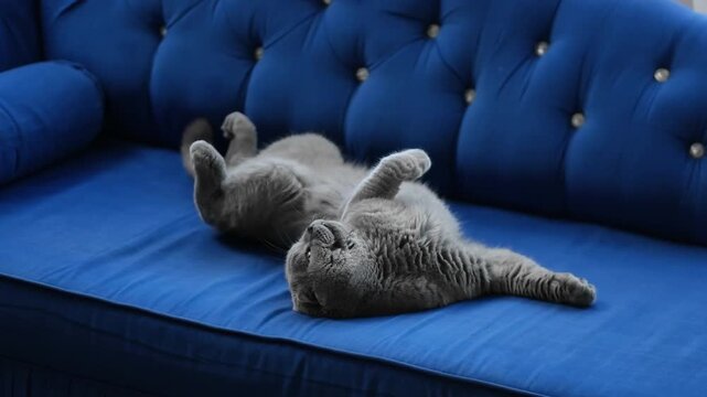 Scottish fold cat lying on blue sofa