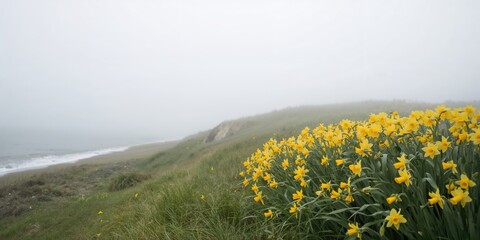 Naklejka premium Yellow shoreline daffodils on Nantucket Island, natural spring bloom highlighting seasonal change