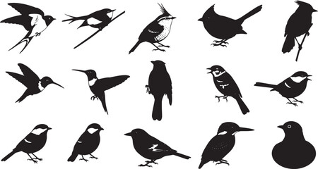 Graphic vector collection of various bird silhouettes and detailed avian outlines, showcasing diverse species in elegant black and white illustrations
