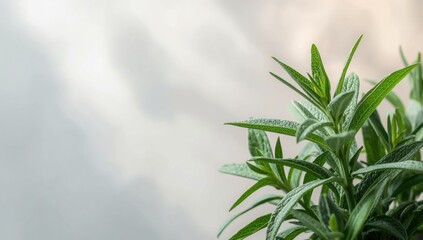 Obraz premium Sage herb with textured green leaves emphasizes culinary uses and herbal medicine, Food & Drink, World Herb Day