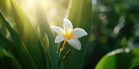 Obraz premium Close-up of white plumeria blossom with delicate petals, used in tropical-themed decor, Earth Day