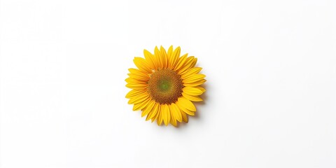 Sunflower isolated on white background, highlighting organic farming and eco-friendly production, Earth Day