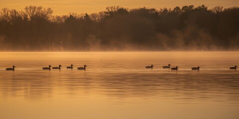 Fototapeta premium Wild ducks on a lake at sunset, natural waterfowl habitats for conservation awareness