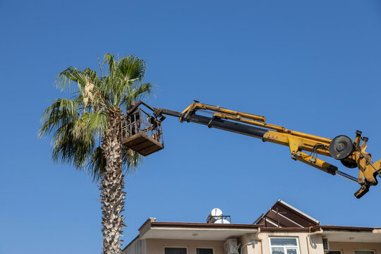 Worker trims a tall palm tree using a crane with an aerial lift basket against a clear blue sky. Professional arborist maintenance in sunny setting. Mediterranean, Side, Turkey.

