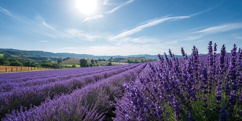 Obraz premium Lavender fields in full bloom under bright sunlight, suitable for background use and layout design