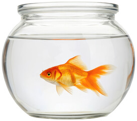 A vibrant, shimmering, orange and gold common goldfish gracefully swims within a clear, rounded glass fishbowl with a wide opening, exhibiting a relaxed posture, isolated on transparent background.