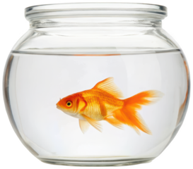 A vibrant, shimmering, orange and gold common goldfish gracefully swims within a clear, rounded glass fishbowl with a wide opening, exhibiting a relaxed posture, isolated on transparent background.