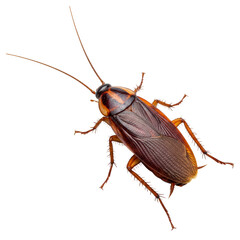 Close-up of a detailed cockroach on a transparent background showcasing its anatomy and textures