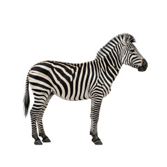 isolated zebra with vivid black and white striping on a transparent background