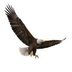 Obraz premium Elegant bald eagle soaring with outstretched wings on a transparent background